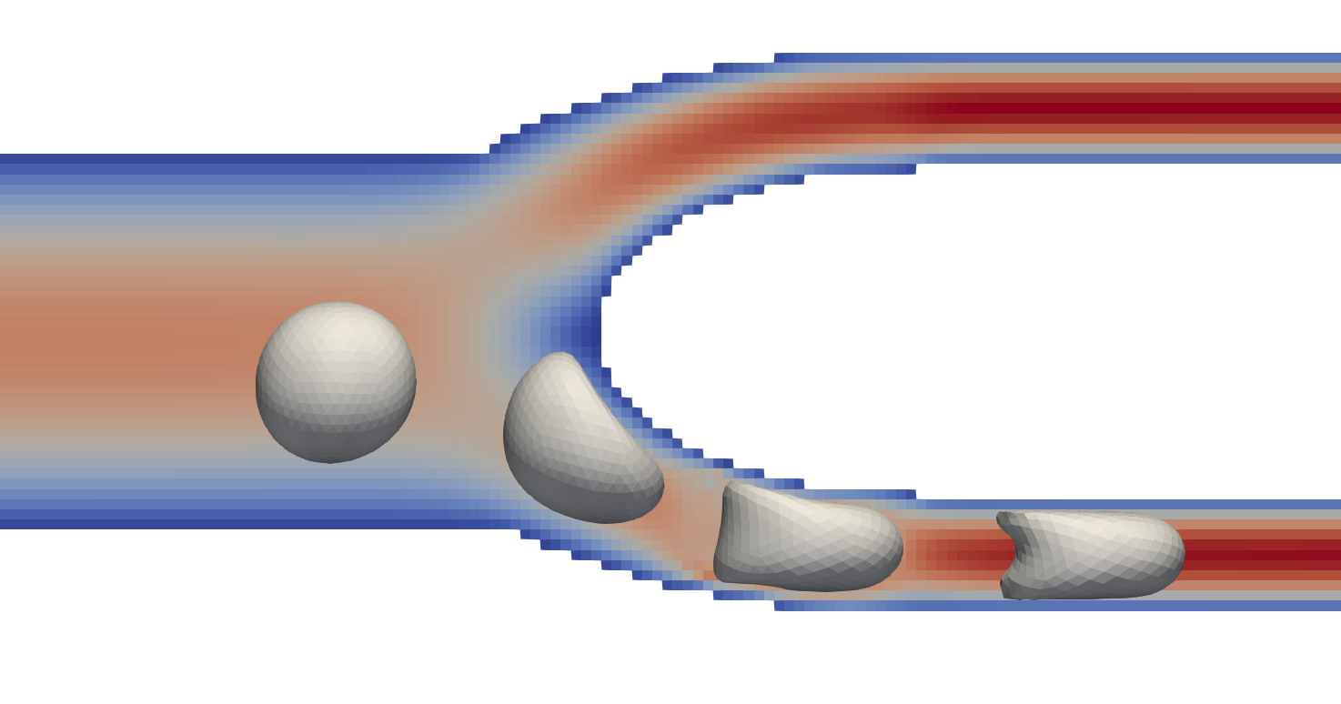 Cell flowing through bifurcation